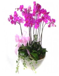 9 dal orkide saks iei  Ankara Balum iek siparii sitesi 
