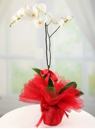 1 dal beyaz orkide saks iei  Ankara Kucaz Mahallesi hediye iek yolla 