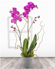 2 dall mor orkide saks iei  Ankara efkat Mahallesi iek online 