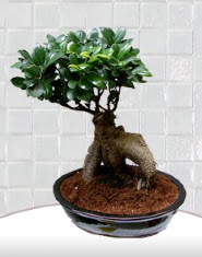 saks iei japon aac bonsai  Ankara ncirli iek sat 