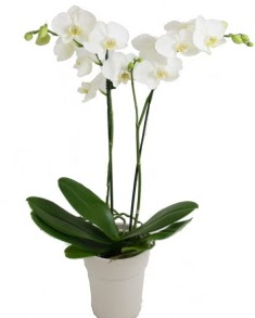 2 dall beyaz orkide  Ankara Ykseltepe Mah iek gnderme 