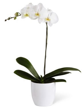 1 dall beyaz orkide  Ankara Ufuktepe online iek gnderme