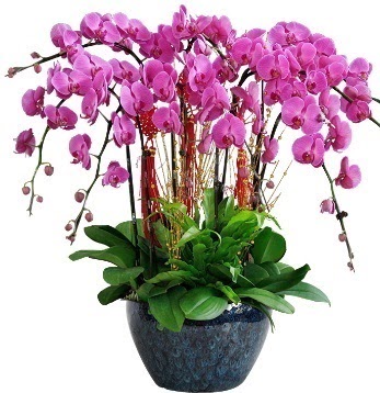 9 dall mor orkide  Ankara Ufuktepe online iek gnderme