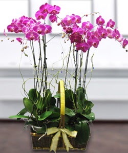 4 dall mor orkide  Ankara Balum iek siparii sitesi 