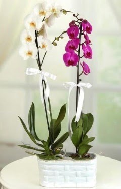 1 mor 1 dal beyaz thal orkide sepet ierisinde  Ankara 23 Nisan Mahallesi ieki maazas 