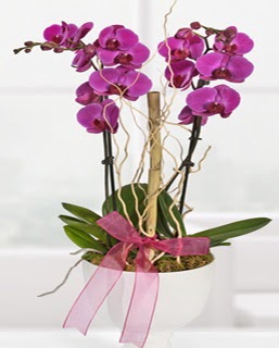2 dall nmor orkide  Ankara Kalaba ieki 