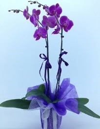 2 dall mor orkide  Ankara ncirli iek sat 