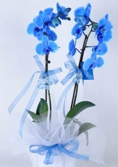 2 dall mavi orkide  Ankara Kanuni Mahallesi gvenli hzl iek 