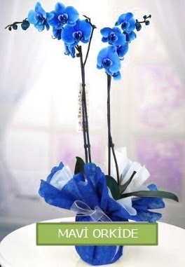 2 dall mavi orkide  Ankara Glkaya Mahallesi kaliteli ucuz iekler 