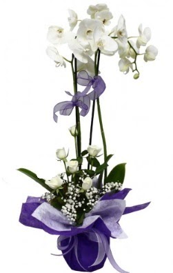 2 dall beyaz orkide 5 adet beyaz gl  Ankara Hisar Mahallesi online ieki 