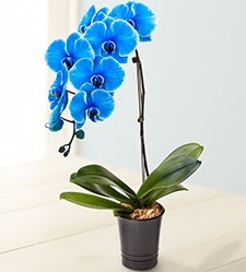 1 dall sper esiz mavi orkide  Ankara 23 Nisan Mahallesi ieki maazas 