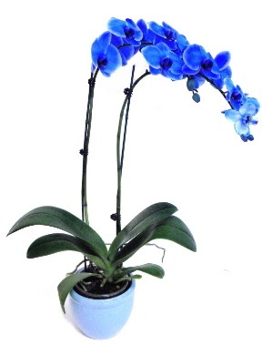 Seramikli 2 dall sper esiz mavi orkide  Ankara Basnevleri Mahallesi iek siparii 