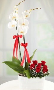 2 dall beyaz orkide ve 7 krmz gl  Ankara Atapark Mahallesi anneler gn iek yolla 