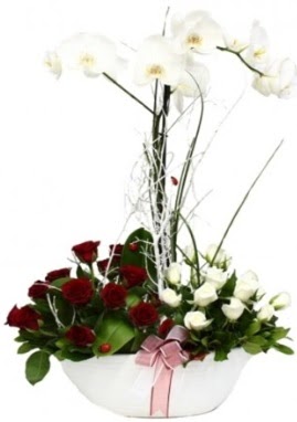 Tek dal beyaz orkide 8 beyaz 8 krmz gl  Ankara Pnarba Mahallesi sevgilime hediye iek 