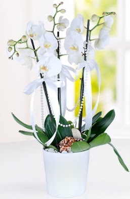 3 dall beyaz orkide  Ankara Emrah Mahallesi iek gnderme  