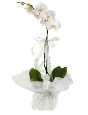 1 dal beyaz orkide iei  Ankara Yayla Mahallesi iek yolla 