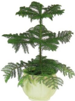 Araucaria Heterophylla i mekan saks  Ankara 23 Nisan Mahallesi ieki maazas 