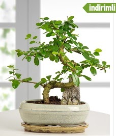 S eklinde ithal gerek bonsai japon aac  Ankara Kanuni Mahallesi gvenli hzl iek 
