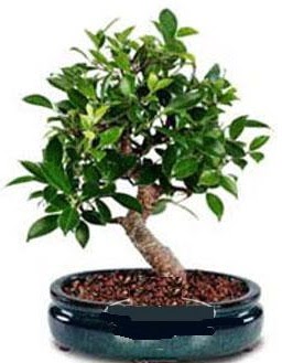 5 yanda japon aac bonsai bitkisi  Ankara Kalaba ieki 