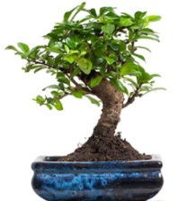 5 yanda japon aac bonsai bitkisi  Ankara Pnarba Mahallesi sevgilime hediye iek 