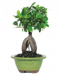 5 yanda japon aac bonsai bitkisi  Ankara Ayval Mahallesi iek gnderme sitemiz gvenlidir 