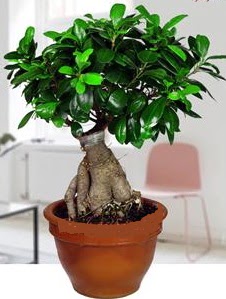 5 yanda japon aac bonsai bitkisi  Ankara Aktepe nternetten iek siparii 