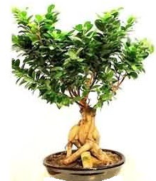 Bonsai Japon aac saks bitkisi  Ankara Ufuktepe Mahallesi yurtii iek siparii 