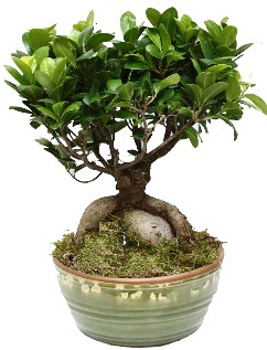 Japon aac bonsai saks bitkisi  Ankara Aaelence Mahallesi cicekciler 