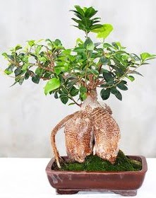 Japon aac bonsai saks bitkisi  Ankara efkat Mahallesi iek online 