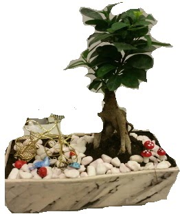 Japon aac bonsai sat  Ankara Kalaba ieki 