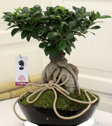 Japon aac bonsai sat  Ankara Basnevleri Mahallesi iek siparii 