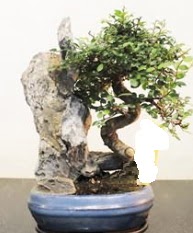 Japon aac bonsai saks bitkisi sat  Ankara Kanuni Mahallesi gvenli hzl iek 