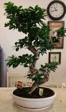 100 cm yksekliinde dev bonsai japon aac  Ankara Aaelence Mahallesi cicekciler 