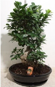 75 CM Ginseng bonsai Japon aac  Ankara Atapark Mahallesi anneler gn iek yolla 