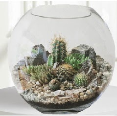 Cam fanus Terrarium 5 kakts  Ankara 23 Nisan Mahallesi ieki maazas 