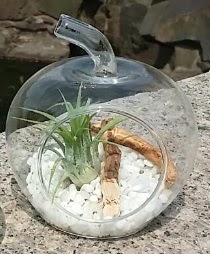 Elma kk boy terrarium 1 kakts  Ankara Hisar Mahallesi online ieki 