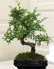 Bonsai saks iei  Ankara Ufuktepe online iek gnderme