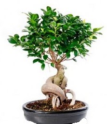 Bonsai japon aac seramik iinde  Ankara Glkaya Mahallesi kaliteli ucuz iekler 