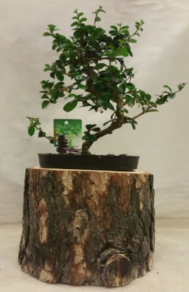 Doal ktk iinde bonsai japon aac  Ankara Aaelence Mahallesi cicekciler 
