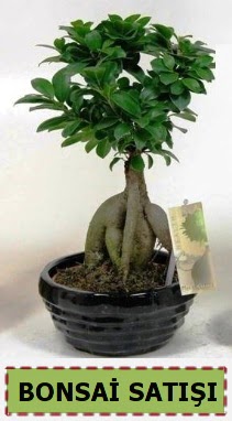 Bonsai japon aac ginseng bonsai  Ankara 23 Nisan Mahallesi ieki maazas 