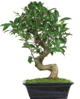 Bonsai saks bitkisi japon aac  Ankara Yayla Mahallesi iek yolla 