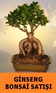 Ginseng bonsai sat japon aac  Ankara Ayval Mahallesi iek gnderme sitemiz gvenlidir 