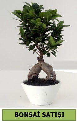 Bonsai japon aac sat  Ankara Basnevleri Mahallesi iek siparii 