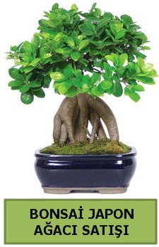 Bonsai japon aac sat  Ankara Pnarba Mahallesi sevgilime hediye iek 