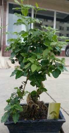 Bonsai japon aac saks bitkisi  Ankara Yayla Mahallesi iek yolla 