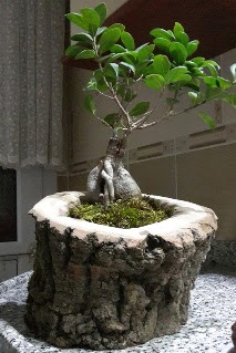 Ahap ktk ierisinde ginseng bonsai  Ankara Ovack Mahallesi iek siparii vermek 