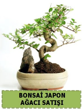 Bonsai japon  aac sat Minyatr thal  Ankara Ovack Mahallesi iek siparii vermek 