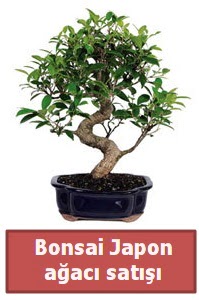 Japon aac bonsai sat  Ankara Ufuktepe Mahallesi yurtii iek siparii 