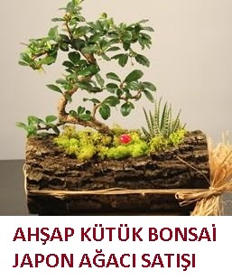 Ahap ktk ierisinde bonsai ve 3 kakts  Ankara Hisar Mahallesi online ieki 