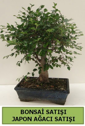 Minyatr bonsai japon aac sat  Ankara Sanatoryum iek maazas 